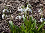 Galanthus woronowii 20100002