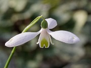 Galanthus woronowii ACQ11490 20180109 0001