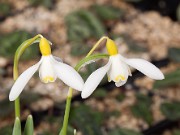 Galanthus x sandersii Lowick 20150215 0003