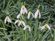 Galanthus x valentinei 11586 Plana Greece 20250112 0002