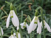 Galanthus x valentinei 11586 Plana Greece 20250112 0005