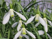 Galanthus x valentinei 11593 20250122 0002