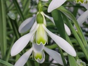 Galanthus x valentinei 11593 20250122 0003