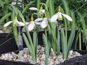 Galanthus x valentinei 13083 20250122 0002