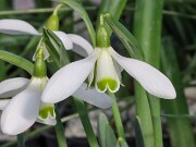 Galanthus x valentinei 13083 20250122 0003