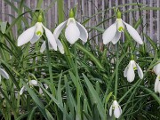 Galanthus x valentinei 13085 20250122 0002