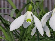 Galanthus x valentinei 13085 20250122 0003