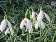 Galanthus x valentinei 13085 Sala Lake TKY 20250112 0002