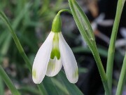 Galanthus x valentinei 13085 Sala Lake TKY 20250112 0005