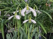 Galanthus x valentinei 13279 20250122 0002
