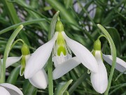 Galanthus x valentinei 13279 20250122 0003