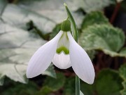 Galanthus x valentinei 13297 20210206 0002