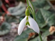 Galanthus x valentinei ACQ11382 20180126 0002