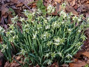 Galanthus Blewbury Tart 20240226 0001