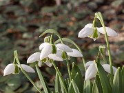 Galanthus Faringdon Double ACQ7350 20170101 0001