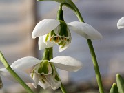 Galanthus Faringdon Double ACQ7350 20170101 0003