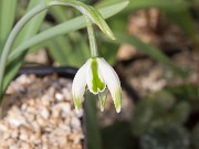 Galanthus Franz Josef ACQ5149 20160214 0002