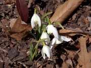 Galanthus Lady Elphinstone 0001