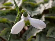 Galanthus ACQ10296 20170125 0004