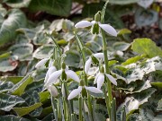 Galanthus Alison Hilary 20170125 0002