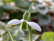 Galanthus Alison Hilary 20170125 0003