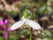 Galanthus allenii ACQ9658 201602220 002