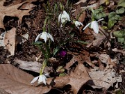 Galanthus Lost Label 20100005