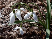 Galanthus Lost Label 20100008