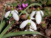 Galanthus Lost Label 20100009