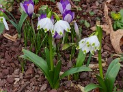 Leucojum vernum 202503120002