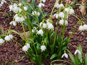 Leucojum vernum 202503120003