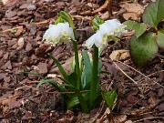 Leucojum vernum Gertrude Wister 202503120001