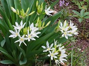 Pancratium illyricum 20220426 0003