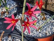 Rhodophiala bifida 20250911 0003