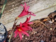 Rhodophiala bifida 20250911 0004