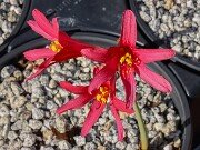 Rhodophiala bifida 20250911 0015