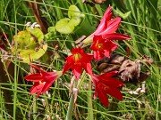 Rhodophiala bifida 20250912 0002