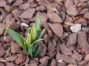 Sternbergia candida 2025020725 0001