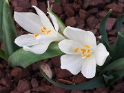 Sternbergia candida 20250306 0001