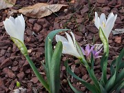 Sternbergia candida 20250306 0002