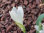 Sternbergia candida 20250306 0003