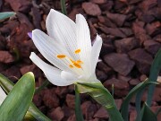 Sternbergia candida 20250306 0004