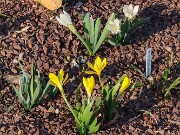 Sternbergia candida 20250306 0005