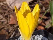 Sternbergia clusiana 20171126 0001