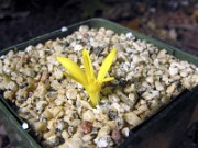 Sternbergia colchiciflora 0001