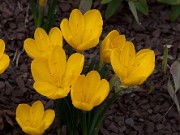 Sternbergia lutea 20120916_0004