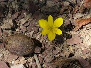 Sternbergia minoica 20250914 0004