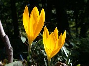 Sternbergia sicula 0001