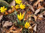 Sternbergia sicula 20151019 0001