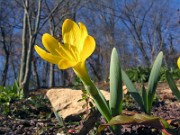 Sternbergia vernalis 0005